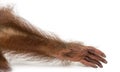 Close-up of a young Bornean orangutan's arm, Pongo pygmaeus