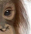 Close-up of a young Bornean orangutan's eye, Pongo pygmaeus