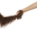 Close-up of a young Bornean orangutan's hand holding a human hand