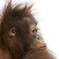 Close-up of a young Bornean orangutan`s profile Royalty Free Stock Photo