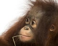 Close-up of a young Bornean orangutan with straw wisp in its mouth, Pongo pygmaeus, 18 months old, isolated on white