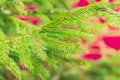 Close up of young branch of coniferus tree. Bright green needles on red background Royalty Free Stock Photo