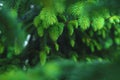 Close-up of young branches of a Christmas tree. Textural plant background