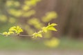 Close Up Young Branches Of A Ulmus Parvifolia Tree At Amsterdam The Netherlands 4-4-2024 Royalty Free Stock Photo