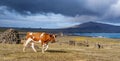 CLOSE UP: Young brown cow walking around the grassfield next to the blue ocean Royalty Free Stock Photo