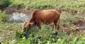 Close up young brown cows standing on the grass field. Royalty Free Stock Photo