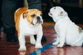 Close Up Young Brown And White English Bulldog Dog Royalty Free Stock Photo