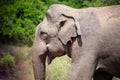 Close up of a young bull elephant elephus maximus indicus in Minneriya National Park, Sri Lanka Royalty Free Stock Photo