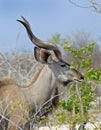 Close up of an Young Bull Kudu Head