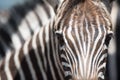 Close-up of a young Burchell`s Zebra`s face Royalty Free Stock Photo