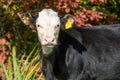 Close up of a young calf