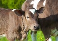 Close up of a young calfs Royalty Free Stock Photo