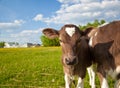 Close up of a young calfs Royalty Free Stock Photo
