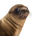 Close-up of a Young California Sea Lion Royalty Free Stock Photo