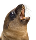 Close-up of a Young California Sea Lion Royalty Free Stock Photo