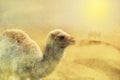 Close up on young camel on the desert, sand storm Royalty Free Stock Photo