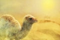 Close up on young camel on the desert, sand storm, digital pain Royalty Free Stock Photo