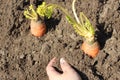 Close-up of a young Caucasian woman`s hand planting an annual carrot in the ground. Planting carrots for growing seeds. Royalty Free Stock Photo