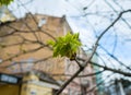 Close-up of young chestnut leaves unfolding from a bud Royalty Free Stock Photo