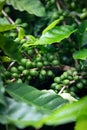 Close up of young coffee beans on coffee tree Royalty Free Stock Photo