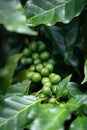 Close up of young coffee beans on coffee tree Royalty Free Stock Photo