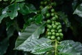 Close up of young coffee beans on coffee tree Royalty Free Stock Photo