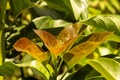 Close up of young colorful Avocado leaves, Persea americana