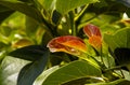 Close up of young colorful Avocado leaves, Persea americana