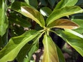 Close up of young colorful Avocado leaves, Persea americana