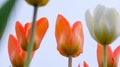 Close-up of a young colorful tulips against a sky