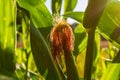 Close-up of a young corn cob in the field on the trunk of a plant in beautiful sunlight. Selective focus. The business Royalty Free Stock Photo