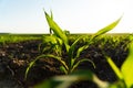 Close up young corn maize plants. Corn seedlings are growing from the soil. Young corn field with sunset. Royalty Free Stock Photo