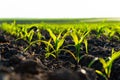 Close up of young corn plants. Young green corn grows on a field in black soil. Green corn maize field in early stage Royalty Free Stock Photo