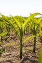 young corn sprouts in the spring season