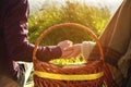 Close-up of a young couple holding hands over a fruit basket on a picnic Royalty Free Stock Photo