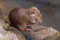 Young coypu sitting on stone