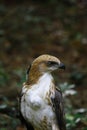 Close up of young crested hawk eagle in wilpattu jungles
