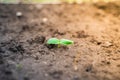 Close-up of young cucumber leaves in a garden bed. Germinal leaves of cucumber cotyledon in the morning in the soil Royalty Free Stock Photo