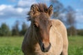 Close up of a cute brown Icelandic horse foal Royalty Free Stock Photo