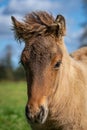 Close up portrait of a cute brown Icelandic horse foal Royalty Free Stock Photo