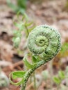 Close up of young curled fern in fiddlehead stage