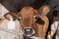 Dairy calf in a small pen