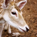 Close-up of young deer head Royalty Free Stock Photo