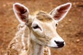 Close-up of young deer head Royalty Free Stock Photo