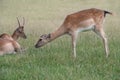 Close-up of a young deer leaning forward shyly. The deer is standing in a meadow. A young deer lies on the ground in the