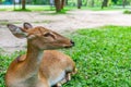 Close up young deer resting on grass in a park Royalty Free Stock Photo