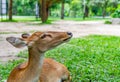 Close up young deer resting on grass in a park Royalty Free Stock Photo