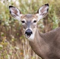Close up of young deers head looking at camera Royalty Free Stock Photo
