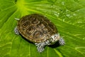 Diamondback Terrapin isolated on a green leaf. Royalty Free Stock Photo