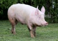 Side view photo of pink colored young sow on the meadow Royalty Free Stock Photo